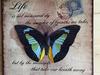 Ecog�te Les Papillons Des Sucs