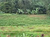 Pacung Indah Hotel And Restaurant