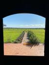 Byfrons Phillip Island Farmhouse