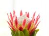 Knysna Holiday Home - Amazing Lagoon Views