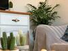 Apartamento Cactus Lodge