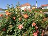 Apartamento Haus Rose