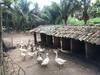 S�tio S�o Francisco, Natureza E Estrutura Completa
