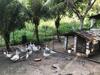 S�tio S�o Francisco, Natureza E Estrutura Completa