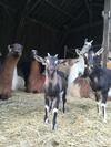 Agroturismo Loire Valley Llama Farm Stay