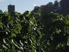 Apartamento Weingut-ferienhof Sch�fer