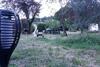 Maison 18 Pers. En Sud Ard�che, � 2 Pas D'aubenas