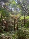 Chal� Arauc�ria Campos Do Jordao
