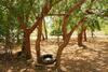Beneath The Baobabs