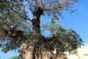 B&B Antiche Macine Del Salento