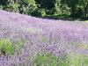 Apartamento Il Nido Nelle Langhe