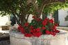 Apartamento Villa Aguglie - Alloggio Rosa