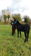 Les �nes Du Ch�teau D Hardelot, Pour 2 � 5 Pers
