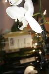 Bed & Breakfast Midrand Wild Goose Guest House