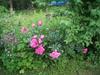 Bed & Breakfast Jokelan Kartano