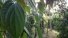 Hotel Soba Lanka Holiday Resort