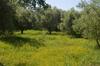 Apartamento Socrates Organic Village - Wild Olive