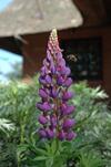 Ferienhaus Humptrup