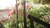 Abelia Cottages Botanical